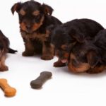 Pet Food - Black and Tan Yorkshire Terrier Puppy