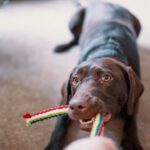 Pet Toys - Dog Pulling His Toy