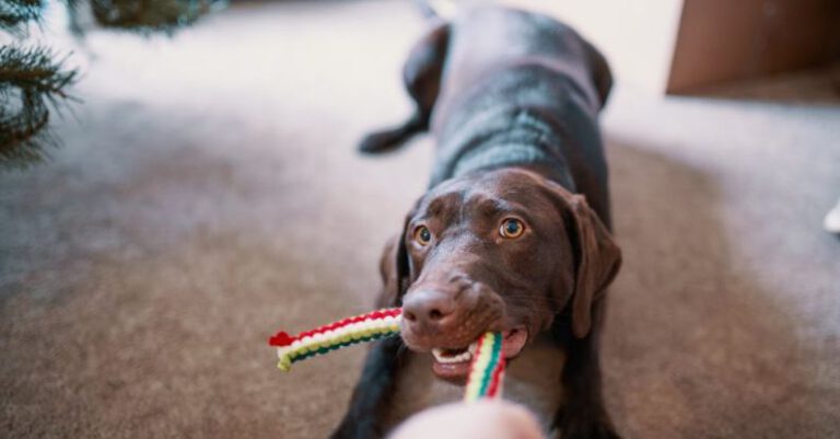Innovative Pet Toys for Hours of Fun