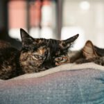 Pet Bed - Two cats are sitting on a couch together