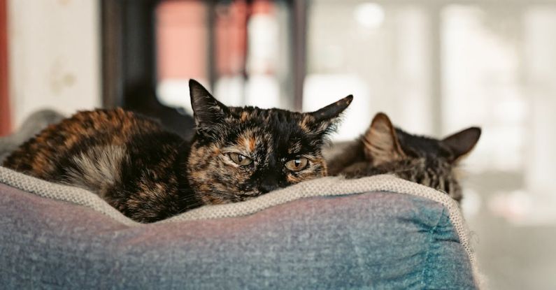Pet Bed - Two cats are sitting on a couch together