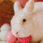 DIY Pet - White Rabbit Beside Colored Eggs