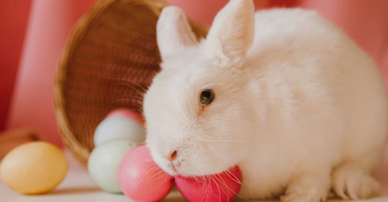 DIY Pet - White Rabbit Beside Colored Eggs