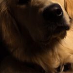 Eco-friendly Pet - A golden retriever is looking at the camera