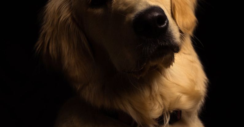 Eco-friendly Pet - A golden retriever is looking at the camera