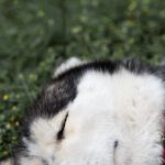 Pet Favorites - Dulces sueños