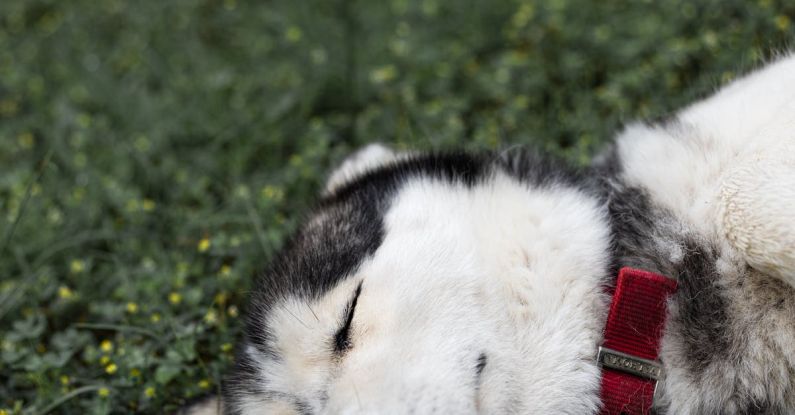 Pet Favorites - Dulces sueños