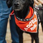 Loyalty Programs - Cute Black Dog with Leash