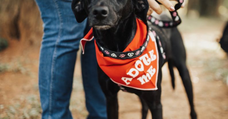 Loyalty Programs - Cute Black Dog with Leash