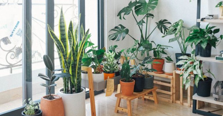 Bringing Nature Indoors: Tips for a Greener Home