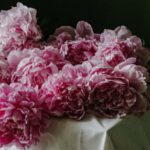 Eco Gifts - Bunch of delicate pink peonies on table
