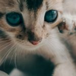 Baby Proofing - Close up shot of a cat looking forward