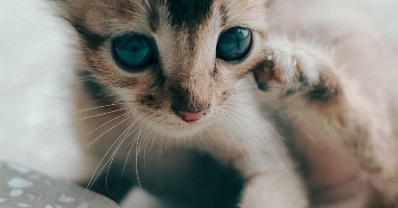 Baby Proofing - Close up shot of a cat looking forward